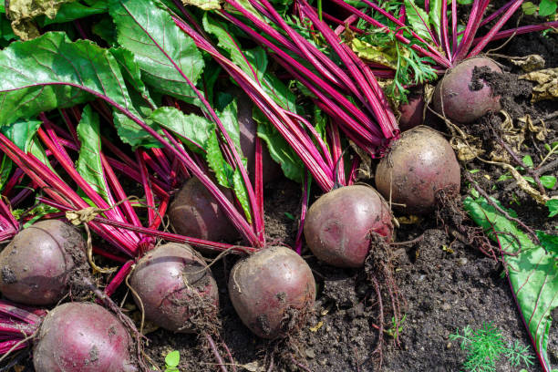 Ground Beetroot 13,100+ Beetroot Garden Stock Photos, Pictures & Royalty-Free Images ...