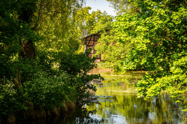 Slow flowing creek in a bright green forest during a springtime morning in the Leuvenumse Forest in the Veluwe nature reserve.Dynamic image with a zoom effect.
