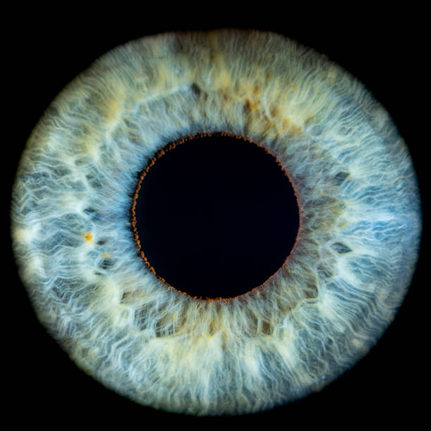 istock Male Blue-Green Colored Eye With Lashes. Pupil Opened. Close Up. Structural Anatomy. Human Iris Macro Detail. 2153124485