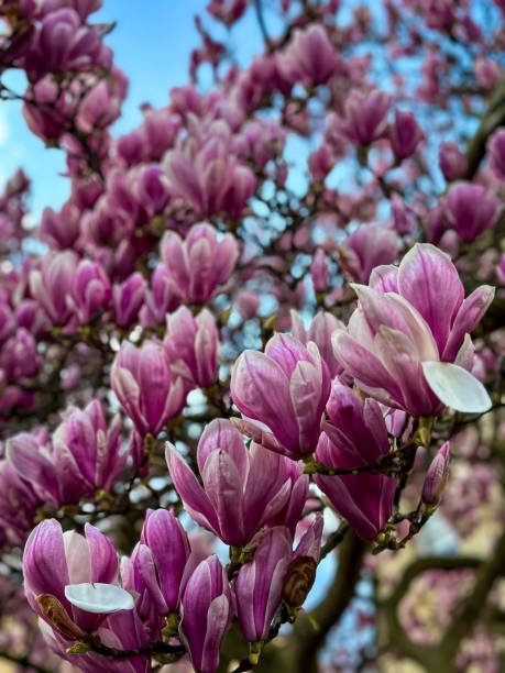 istock Magnolia blossom in London 2153127021