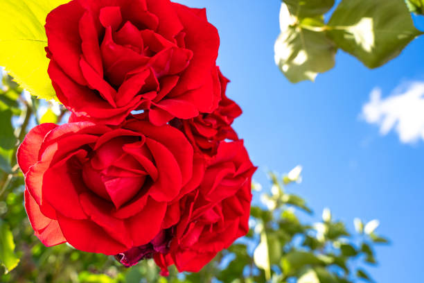 Red garden roses with blue sky in summer
