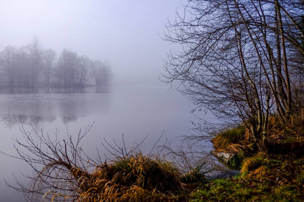 A quiet forest lake in the fog