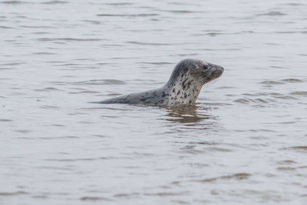 Halichoerus grypus, means \