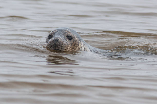istock Grey seals are the largest predators along the Wadden Sea coast 2153132349