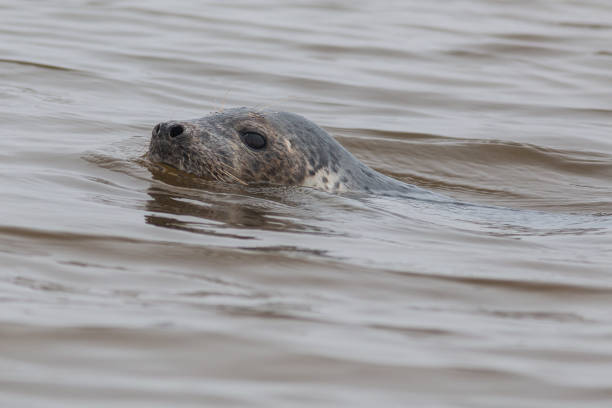 istock Grey seals are the largest predators along the Wadden Sea coast 2153132351