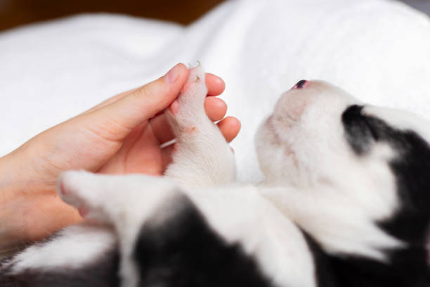 istock Tender Moment Between Human and Puppy - Pet Bonding Close-up 2153132888