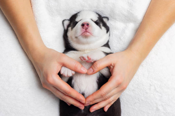 istock Newborn Siberian Husky Puppy Lovingly Cradled in Human Hands 2153132900