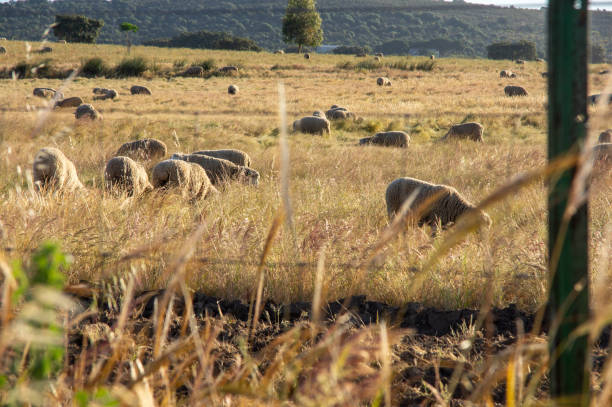 istock Morning Scene: Flock of sheep in a meadow at dawn. 2153133048