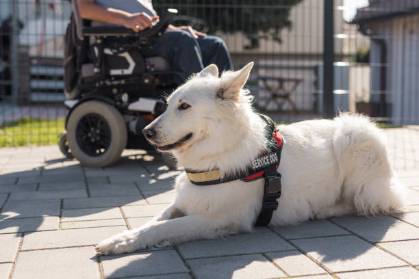 istock Man with disability at home with his service dog outside 2153134188