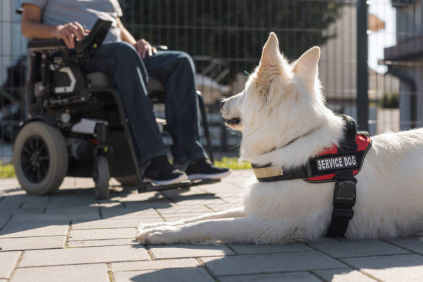 istock Man with disability at home with his service dog outside 2153134231