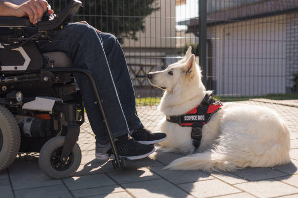 istock Man with disability at home with his service dog outside 2153134283