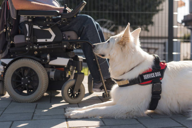istock Man with disability at home with his service dog outside 2153134345