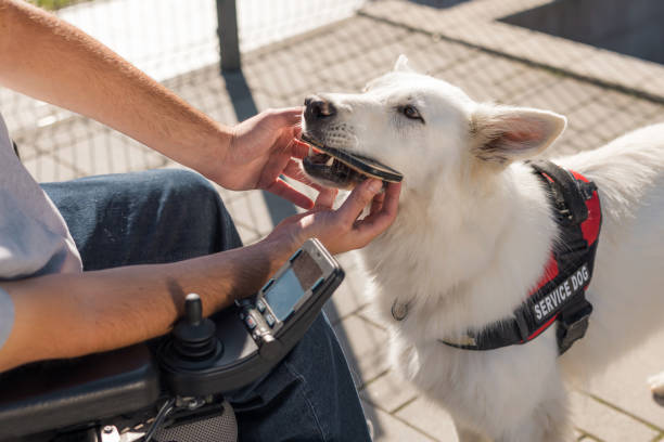 istock Assistance dog helping man with disability, retrieving dropped mobile phone 2153134400