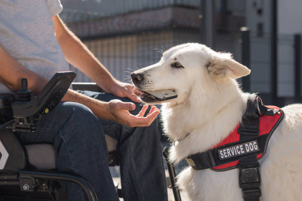 Assistance dog helping man with disability, retrieving dropped mobile phone