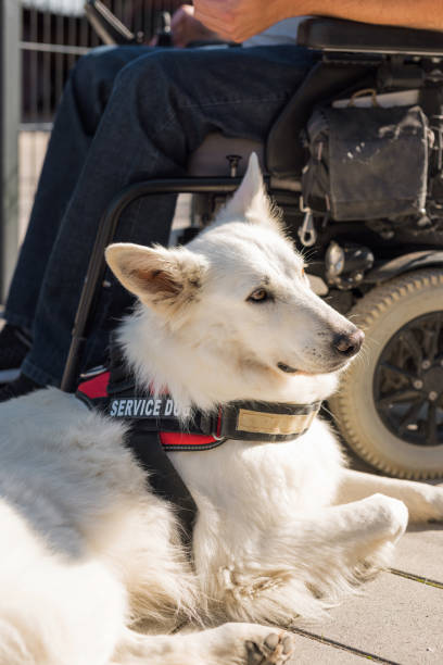 istock Man with disability at home with his service dog outside 2153134568