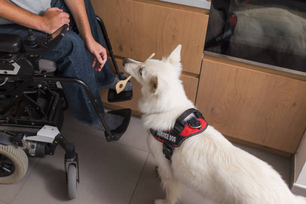 istock Service dog assisting his owner with disability in a kitchen 2153135560
