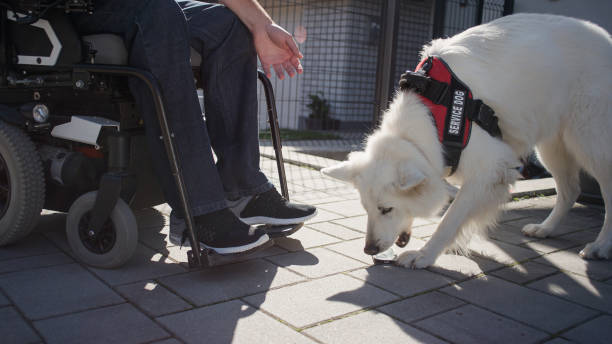 istock Assistance dog helping man with disability, retrieving dropped mobile phone 2153135742
