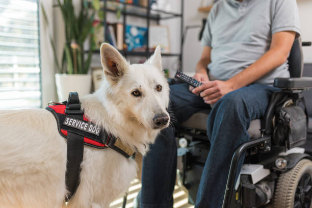 istock Service dog assisting a man in a wheelchair at home, picking up a remote control 2153136080