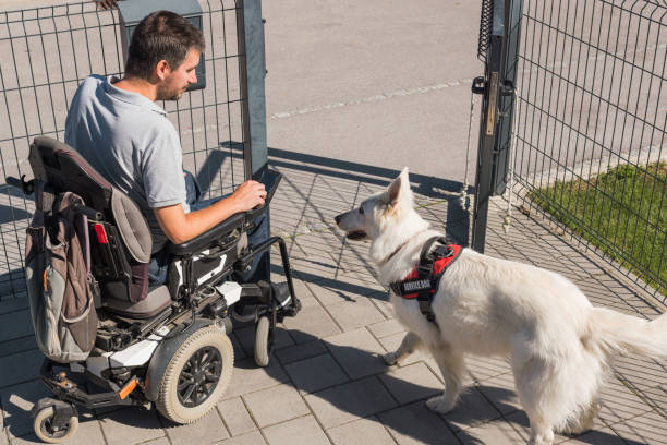 istock Service dog responding to commands from his owner closing the door 2153136467