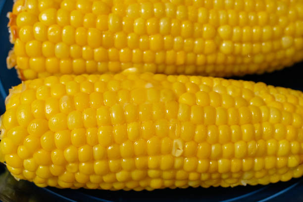 Corn on the cob vegetable with husks