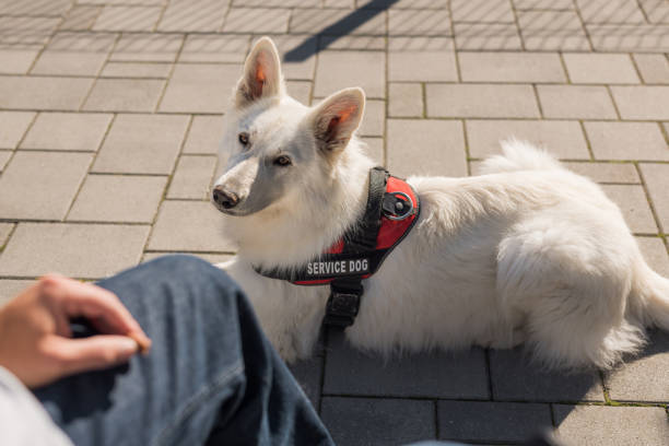 istock Man with disability at home with his service dog outside 2153136563