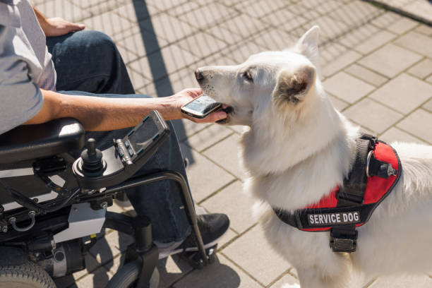 istock Assistance dog helping man with disability, retrieving dropped mobile phone 2153136570