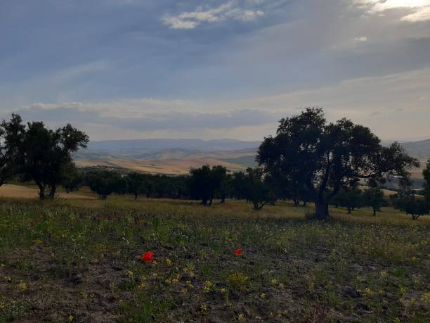 istock photos from the olive tree forest in Morocco 2153139556