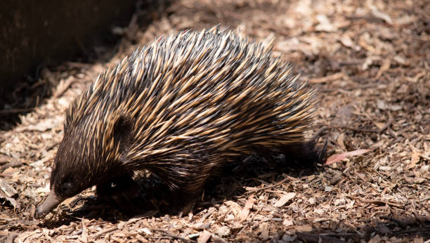 istock the echidna is looking for ants to eat 2153139994