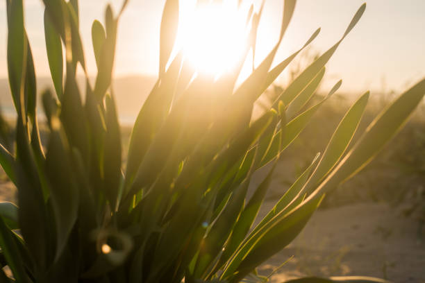 The sun breaks through the leaves in the desert