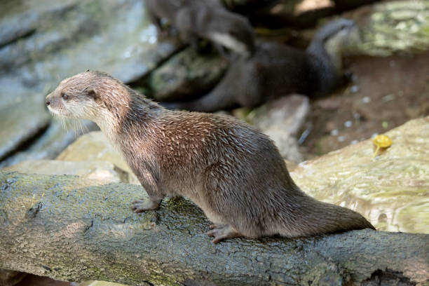 istock this is a side view of an Asian small clawed otter 2153141332