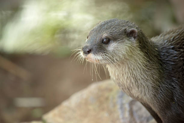 istock this is a close up of an Asian small clawed otter 2153141342