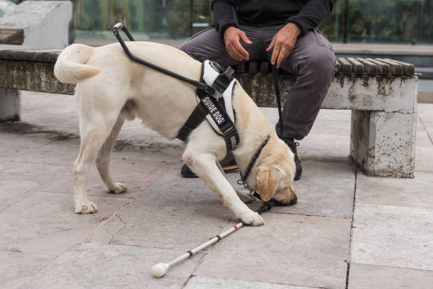 istock Young Labrador learning to be an assistance dog with a guide dog instructor 2153142048