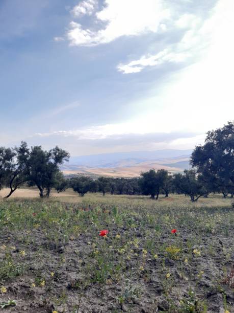 istock photos from the olive tree forest in Morocco 2153142111