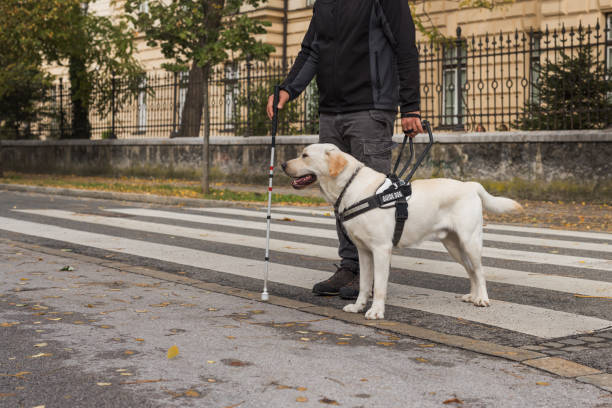 istock Visually impaired man crossing a street with a help of guide dog 2153142114