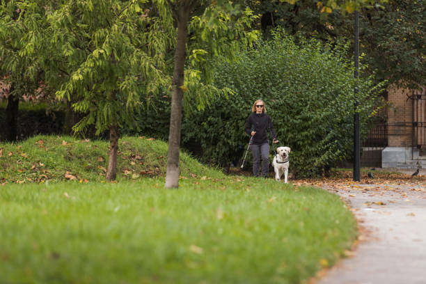 istock Visually impaired woman walking in park with a guide dog assistance 2153142449