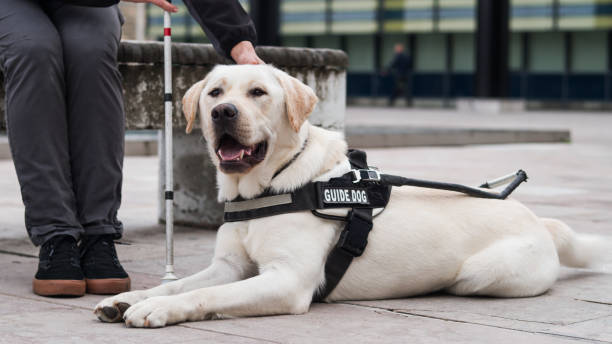 istock Guide dog sitting next to his female handler with a white cane 2153142575