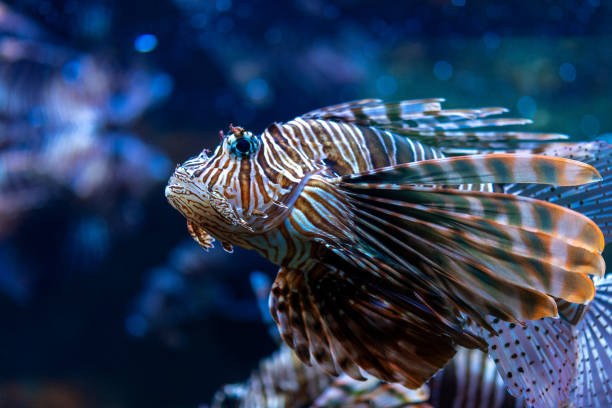 Devil firefish or lion fish swimming in aquarium.