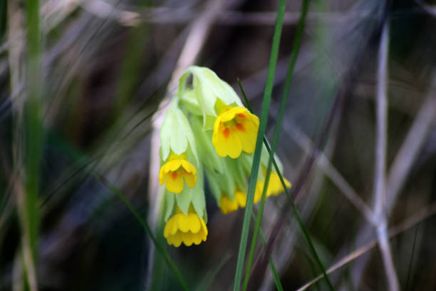 Yellow tulip.
