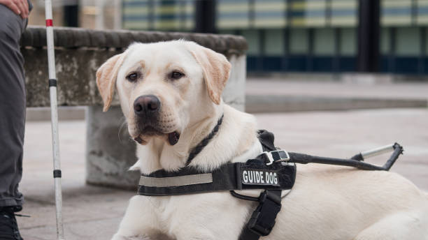 istock Guide dog sitting next to his female handler with a white cane 2153142914