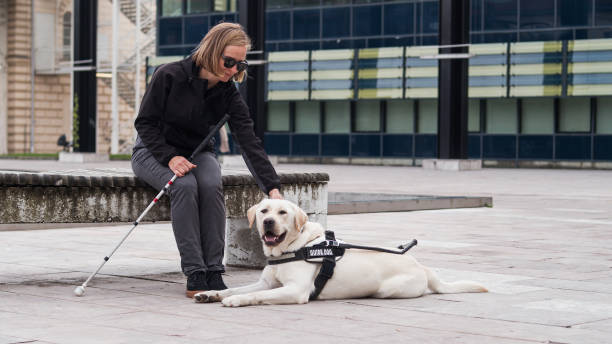 istock Blind or visually impaired woman resting with a guide dog on the bench 2153142931