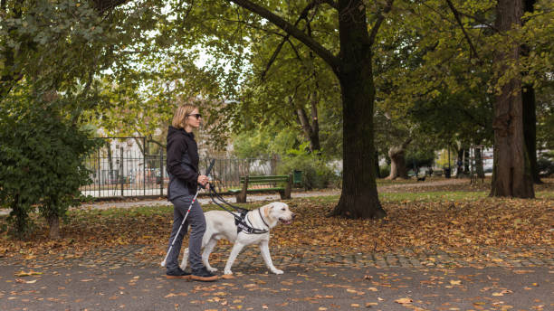 istock Visually impaired woman walking in park with a guide dog assistance 2153143000