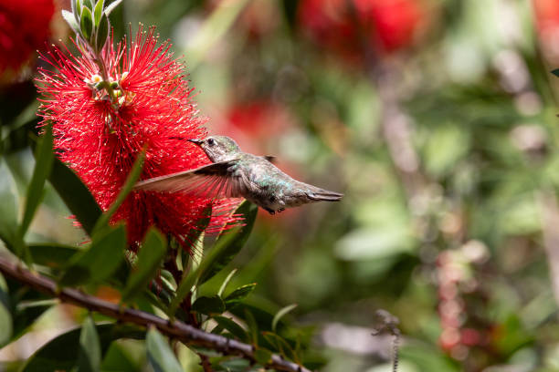 istock Anna's hummingbird on red flowering gum tree 2153143070