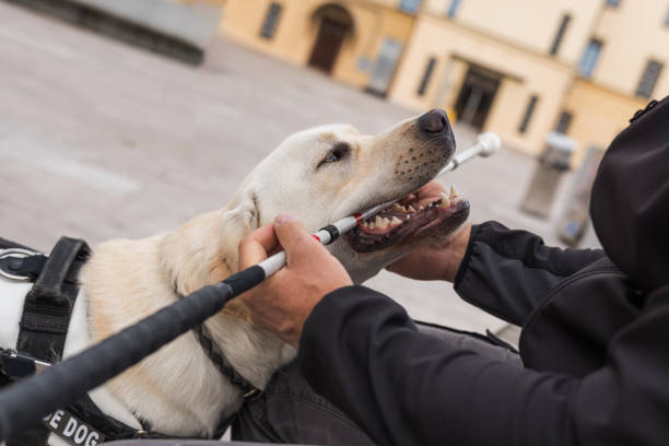 istock Young Labrador learning to be an assistance dog with a guide dog instructor 2153143214