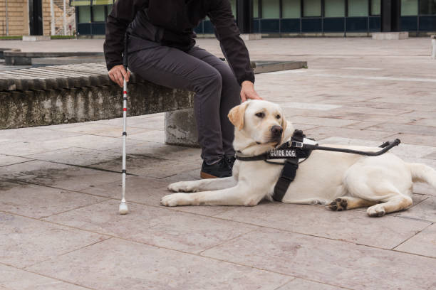 istock Blind or visually impaired woman resting with a guide dog on the bench 2153143316
