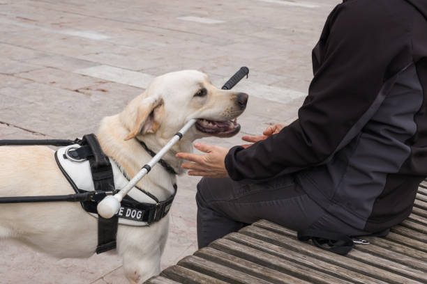istock Female instructor training a guide dog on the city street 2153143354