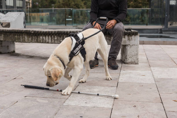 istock Young Labrador learning to be an assistance dog with a guide dog instructor 2153143365
