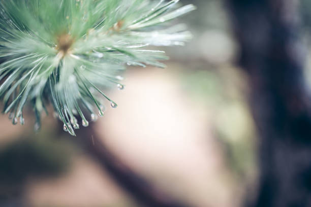 A vivid macro shot highlighting the intricate details of pine leaves glistening with raindrops. The image embodies the essence of a fresh, rainy day in nature's serene forest, capturing both elegance and organic beauty.
