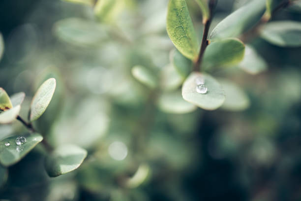 Macro of droplets on green leaves