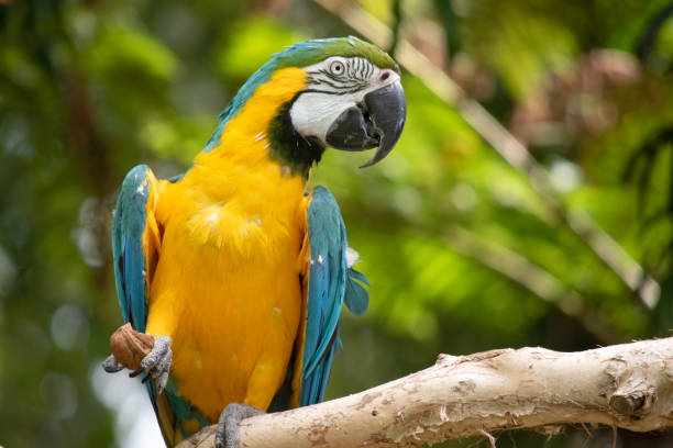 istock the blue and gold macaw is perched on a branch 2153144411