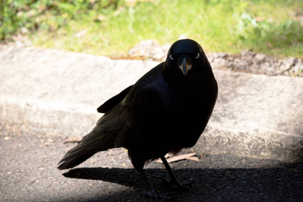 A Corvus bird out for a walk in the city